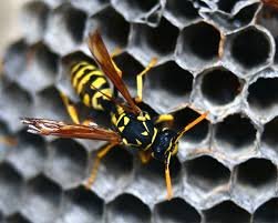 Wasp & Yellowjacket Removal - Wasps/yellow jackets are very dangerous and pose extreme threat, being able to sting multiple times.
These insects commonly have multiple nests in an area or on structures, are tech will do a thorough inspection to rid your property of these stinging insects & their nest.
We're here to keep your family, pets & property safe! Wasp & Yellowjacket Removal - Wasps/yellow jackets are very dangerous and pose extreme threat, being able to sting multiple times.
These insects commonly have multiple nests in an area or on structures, are tech will do a thorough inspection to rid your property of these stinging insects & their nest.
We're here to keep your family, pets & property safe!