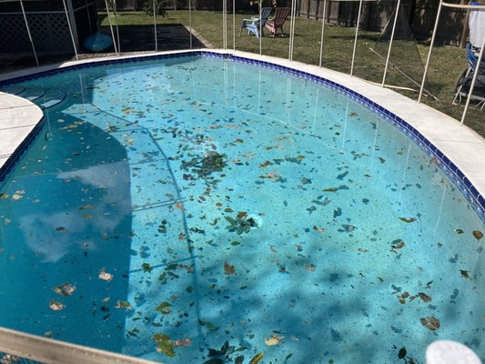 Before & After Pool Cleaning - We love what we do and we love showing off the work. Before & After Pool Cleaning - We love what we do and we love showing off the work.