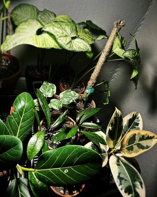 •Ornamental House Plants• - • Tropicals • Succulents • Epiphytes  • Cacti • Air Plants •

•Wide & Rotating Variety
•Continuous New Plant Additions 
•Favorite & Popular Staple Plant Supply
•Willing to Supplement Plant Suggestions & Wish Lists