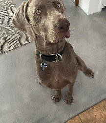 We treat pets and families like our own! - Aside for a great window service we pride ourselves in treating pets and families like our own! We treat pets and families like our own! - Aside for a great window service we pride ourselves in treating pets and families like our own!