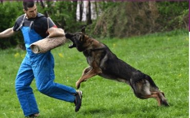 Dog training - We do one in one training on the leash and off. We offer better ways of training and understanding Your dog's needs and their unique personality.
We offer obedience training, puppy classes and one on one training.
We train the following.
Reactivity
Aggression
Biting/Nipping
Excessive barking
Pulling during walks
Jumping on people
Not listening to commands
Food aggression
Dietary issue Dog training - We do one in one training on the leash and off. We offer better ways of training and understanding Your dog's needs and their unique personality.
We offer obedience training, puppy classes and one on one training.
We train the following.
Reactivity
Aggression
Biting/Nipping
Excessive barking
Pulling during walks
Jumping on people
Not listening to commands
Food aggression
Dietary issue