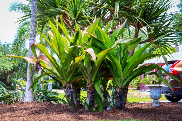 Classic Old Florida Design - Old Florida Landscape design in the Historic Downtown Fort Myers District. Green, classic and timeless landscape design.