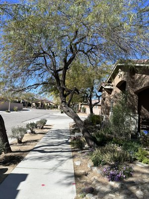2023 Cathedral City Tree Removal #1 - Customer requested a tree removal 
-No stump removal