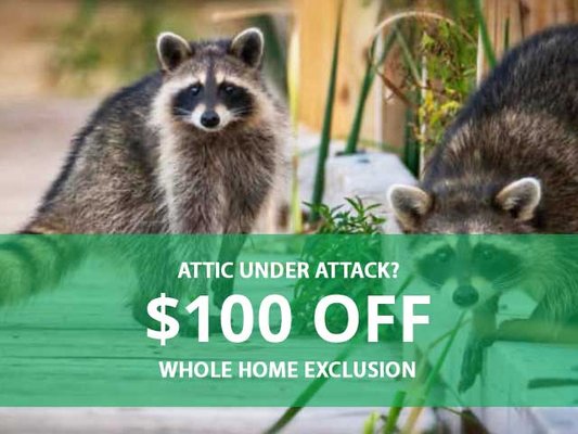 Wildlife Control - Atlanta's #1 Humane Wildlife Removal Company. Let Us Locate The Wildlife On Your Property & Remove Them For You. Professional & Effective Wildlife Removal Service. Call Us For A Free Quote Today! Wildlife Control - Atlanta's #1 Humane Wildlife Removal Company. Let Us Locate The Wildlife On Your Property & Remove Them For You. Professional & Effective Wildlife Removal Service. Call Us For A Free Quote Today!