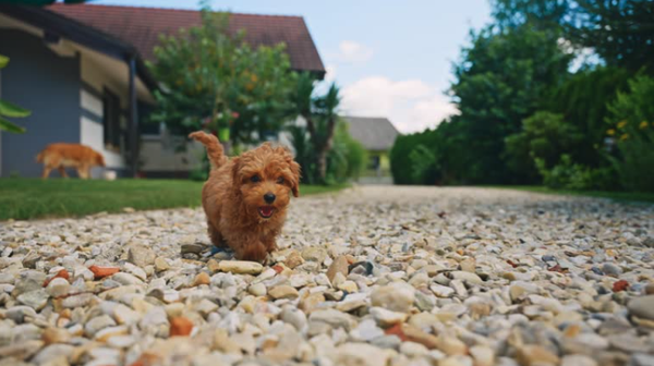 Pet Waste Removal -Turf, Grass, Rock, Dirt ! - Pet Waste Removal -Turf, Grass, Rock, Dirt, regardless of your yard, we have the clean up covered!