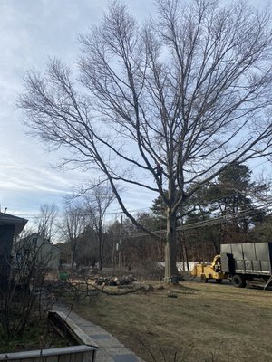 Tree removal - Removed a red oak