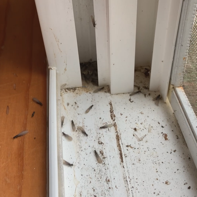 Termite Extermination - Termite damage is real and often hard to see for a homeowner. Here are some images of what to look for.