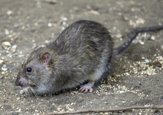 Rat Extermination! - Edgar removing a live rat from a apt in soho!!! 24 hour service call, hey you just never know what can be in your apt when you get home