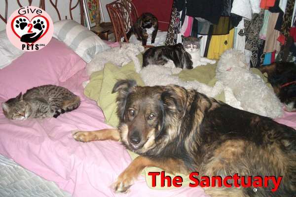 Give 2 Pets Sanctuary / Give 2 Pets Thrift Store - The Give 2 Pets Sanctuary houses special needs and senior rescue animals. It is a forever home with a beautiful, serene, loving home environment where pets can live out the rest of their lives. Give 2 Pets Sanctuary / Give 2 Pets Thrift Store - The Give 2 Pets Sanctuary houses special needs and senior rescue animals. It is a forever home with a beautiful, serene, loving home environment where pets can live out the rest of their lives.