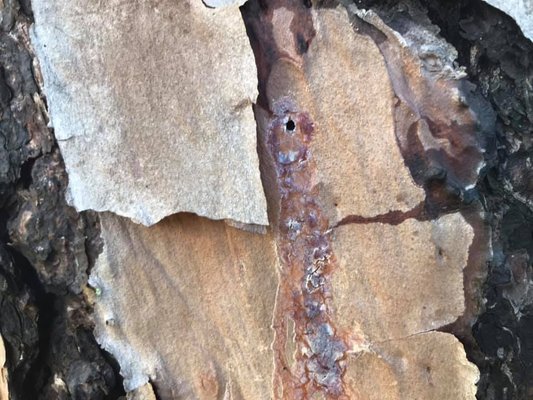 Save the Pine Trees - New pest in town causing havoc on our pine trees. If you have pine trees, then you will know - some are dying. As a certified arborist and consulting arborist, we are able to identify the borer and treat accordingly. Sometimes up to 2 years. Save the Pine Trees - New pest in town causing havoc on our pine trees. If you have pine trees, then you will know - some are dying. As a certified arborist and consulting arborist, we are able to identify the borer and treat accordingly. Sometimes up to 2 years.