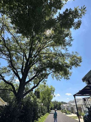Tree Care - The Professional Tree Service Your Trees Need!
Trees are not only majestic and beautiful; they also benefit the environment and human health in many ways. To maintain their health and ensure their longevity, proper tree care is essential. All Season Tree Service LLC is your trusted partner for comprehensive tree care services in Chattanooga, TN. With our team of skilled arborists and commitment to excellence, we offer a range of services to keep your trees thriving. From tree pruning and trimming to tree removal and disease management, we prioritize the health, safety, and aesthetics of your trees. Read on to learn more about our professional tree service process and how we can enhance the beauty of your outdoor spaces. Tree Care - The Professional Tree Service Your Trees Need!
Trees are not only majestic and beautiful; they also benefit the environment and human health in many ways. To maintain their health and ensure their longevity, proper tree care is essential. All Season Tree Service LLC is your trusted partner for comprehensive tree care services in Chattanooga, TN. With our team of skilled arborists and commitment to excellence, we offer a range of services to keep your trees thriving. From tree pruning and trimming to tree removal and disease management, we prioritize the health, safety, and aesthetics of your trees. Read on to learn more about our professional tree service process and how we can enhance the beauty of your outdoor spaces.