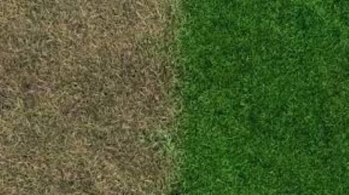 Lawn Maintenance - A lush, well-manicured lawn is the foundation of any great landscape. Our lawn maintenance services include mowing, edging, aeration, fertilization, and weed control to keep your grass green and thriving. We customize our services to meet your lawn’s unique needs, providing regular upkeep for both residential and commercial properties in Troutman, NC, and surrounding areas. Lawn Maintenance - A lush, well-manicured lawn is the foundation of any great landscape. Our lawn maintenance services include mowing, edging, aeration, fertilization, and weed control to keep your grass green and thriving. We customize our services to meet your lawn’s unique needs, providing regular upkeep for both residential and commercial properties in Troutman, NC, and surrounding areas.