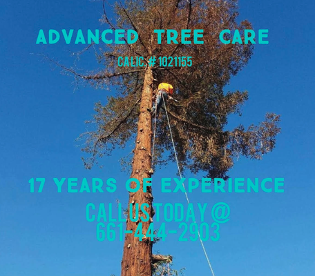 Advanced Tree Care - WHO WE ARE
Professional & Reliable
Advanced Tree Care is a leading and reputable Tree Care Service. Ever since we opened for business, we’ve taken a comprehensive approach to project management, providing our clients with a wide range of contracting services to cover their needs. Get in touch today to learn more about what we can offer you and to receive your free estimate. We offer discounts to senior citizens, veterans, and governmental agency. Licence and fully insured. Advanced Tree Care - WHO WE ARE
Professional & Reliable
Advanced Tree Care is a leading and reputable Tree Care Service. Ever since we opened for business, we’ve taken a comprehensive approach to project management, providing our clients with a wide range of contracting services to cover their needs. Get in touch today to learn more about what we can offer you and to receive your free estimate. We offer discounts to senior citizens, veterans, and governmental agency. Licence and fully insured.
