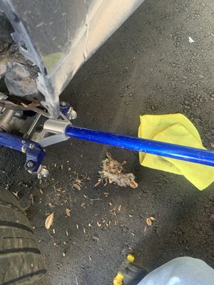 Pack Rat Clean-Up & Sanitization - Pack rats can be very destructive. If they find their way in your engine, they can not only make a mess, but they can cause damage to your engine that can cost you tons of money to get fixed. There have even been instances where pack rats have completely totaled a vehicle. If you discover you have pack rats, it's important to take it to a mechanic to make sure no damage was done. Then, after that take it to us for the clean-up. We have been cleaning up after pack rats for over 31 years, so we know all the tricks to not only clean up the mess the pack rat has left behind, but also to try to make sure they don't come back.
Pack rats urinate constantly, meaning when they are in your engine, they have most definitely urinated inside there. Pack rats tend to come back to an area they have been because they smell their own urine. Eliminated their scent, can help keep them away. They usually try to make nests inside the engine of a vehicle. They leave all sorts of things inside your engine such as, seeds, leaves, trash, etc. They will even tear up the protective padding that’s inside your engine and leave it all over the place all while also making a nest with it. 
We have an entire process to do just that. 
Not only do we clean your engine and remove all of that, but we will also use a 99.999% Hospital grade sanitizer to help kill any bacteria left behind by the pack rat. We also check other areas of the vehicle to make sure it hasn't gotten anywhere else. 
One spot pack rats tend to go into a lot is inside your cabin air filter. We can check that area and even replace the old cabin air filter with a brand new one if the pack rat has made it inside there. 
Sometimes pack rats can even make it inside the vehicle, in which case a full inside detail is going to need to be performed along with that hospital grade sanitization. 
Pack rats carry the Hantavirus, which can be dangerous to us humans, so it is very important that if you end up with a pack rat, whether it made it inside or not, you have the areas where it has been sanitized appropriately. 
Cool Auto has seen just about everything, so there is no pack rat job that we can't handle. Come to us for all your pack rat needs.