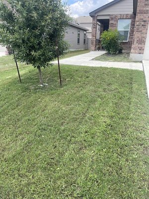 Our Lawns - A few lawns we've completed