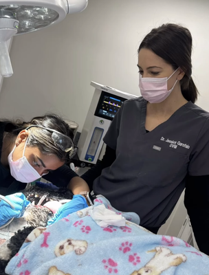 Dental Cleaning - We understand that the dental health of your pet is crucial to their overall well-being. Nestled in the heart of the community, Dean Vet Hospital stands as a beacon of care and excellence for all your pet dental needs. With state-of-the-art facilities and a compassionate, highly skilled team, we're dedicated to providing top-tier dental care that ensures your furry family members are healthy, happy, and pain-free.
