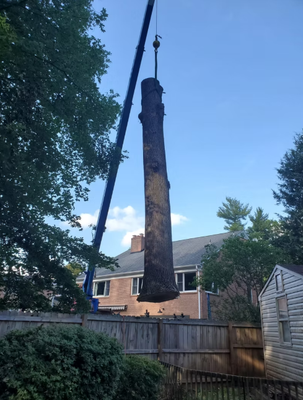 Tree Removal Services - Call Now for a Free Estimate - Tree Removal Services - Call Now for a Free Estimate