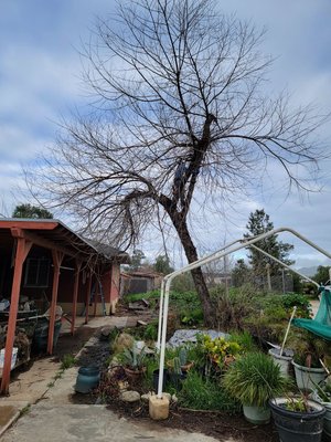 2023 Perris Tree Removal #1 - Customer requested a Removal 
Tree hanged over roof and fish pond.
Tie down cuts and hauled all away