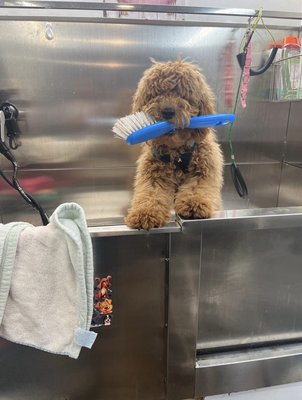 Sweet Golden Doodle Before and after! - Here’s this sweet and playful doodle who enjoyed his First ever grooming! Sweet Golden Doodle Before and after! - Here’s this sweet and playful doodle who enjoyed his First ever grooming!