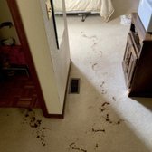 Before & After: Eco-Carpet Cleaning Transformation - Before, the carpet was heavily soiled with visible dirt and stains. After our thorough, eco-friendly cleaning, it’s looking fresh and vibrant again, with stains removed and fibers revitalized, making the space feel cleaner and healthier.