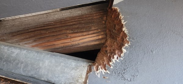 Evidence of Rodents - Rodents look for food and refuge in different seasons to nest, mate, reproduce and survive. Evidence such as exterior holes to the structure or screening, black rice size droppings, a strong urine smell or noises like scratching, gnawing or dragging are some signs of rodent entry.