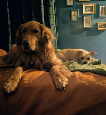 Operation: Doghaus! - I Spy Decor Presents, Operation: Doghaus! Our mission we chose to accept, was to transform a bedroom into a doggie hotel with a live in human concierge--MISSION ACCOMPLISHED!