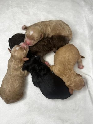 Latte & Oreo puppies!!! - Latte & Oreo last litter was born on Saturday beautiful 5 puppies .. all colors! Reserve yours