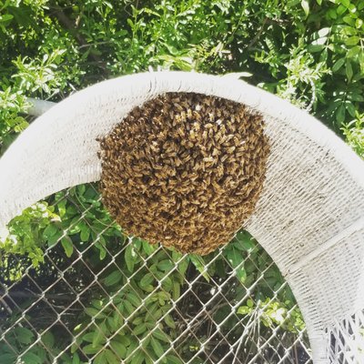 Bee Swarm Removal - We collect bees and relocate to local beekeepers. In these pictures you can see what a bee swarm looks like. Swarms take about 10 days to fully establish so they do not have honeycomb yet. We sometimes remove bees by hand, being gentle and calm is important.