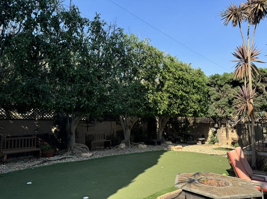 Ficus shaping and lacing - This trimming job couldn’t have been done better. Between the desire to have privacy as well as lacing the tree, our crew had to proceed with care, not rushing any part of the job. We were able to achieve the desired look by trimming back the front and lacing the back while removing height off the trees and rising the bottom for clearance, customer was very dissatisfied at the previous company that trimmed them, but were very happy with the outcome our crew gave them. Ficus shaping and lacing - This trimming job couldn’t have been done better. Between the desire to have privacy as well as lacing the tree, our crew had to proceed with care, not rushing any part of the job. We were able to achieve the desired look by trimming back the front and lacing the back while removing height off the trees and rising the bottom for clearance, customer was very dissatisfied at the previous company that trimmed them, but were very happy with the outcome our crew gave them.