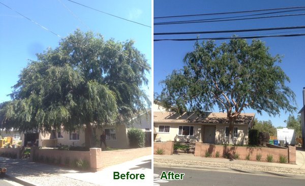 Trimming & Pruning of Elm Tree in Santee, CA - Our experts trimmed this Chinese elm to reduce density & improve airflow, making the tree healthier, safer, and more beautiful.