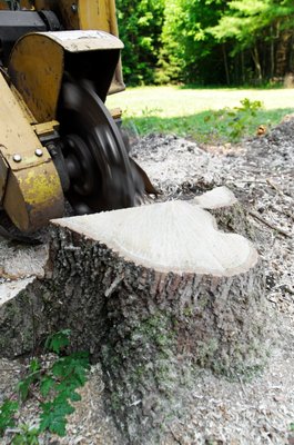 Stump Gringing - Trust the Pros
Now that we’ve talked about tree removal, we also need to talk about stump grinding. Stump grinding is sort of all in the name. It’s the process of removing the stump after you’ve removed the tree. While there are people who will just leave the stump there, it can become a bit of an eyesore for others. That’s where the crew at Wood Work Tree Services in Irving, TX come in and take care of that stump for you.