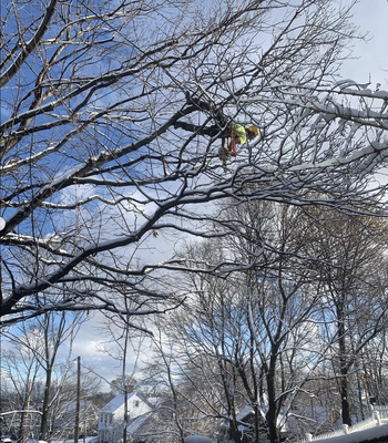 Tree services - We provide transparent prices based on numerous factors that will all be listed on the estimate. You'll see opportunities to save money by scheduling for a professional to visit and create an efficient plan of action to safely provide excellent service's. We do not ask for payment until job is complete and meets all expectation Tree services - We provide transparent prices based on numerous factors that will all be listed on the estimate. You'll see opportunities to save money by scheduling for a professional to visit and create an efficient plan of action to safely provide excellent service's. We do not ask for payment until job is complete and meets all expectation