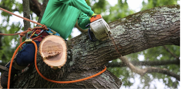 Fast and Safe Tree Removal - When it comes to removing trees, no matter the sizes or the species, you can always trust our team to quickly and safely remove any trees from your property or landscape. From the deepest tree stumps to the highest of tree branches, we specialize in hassle-free tree cutting and removal services and will assess and maintain the health of your trees if needed. With over 10 years of industry experience catering to both home and business owners, we take the time to understand the specific needs of our customers. When you choose to hire our experts, you are choosing to work with a dedicated team of professionals that provide exceptional tree services that ensure that the removal of your trees goes off without any problems! Fast and Safe Tree Removal - When it comes to removing trees, no matter the sizes or the species, you can always trust our team to quickly and safely remove any trees from your property or landscape. From the deepest tree stumps to the highest of tree branches, we specialize in hassle-free tree cutting and removal services and will assess and maintain the health of your trees if needed. With over 10 years of industry experience catering to both home and business owners, we take the time to understand the specific needs of our customers. When you choose to hire our experts, you are choosing to work with a dedicated team of professionals that provide exceptional tree services that ensure that the removal of your trees goes off without any problems!