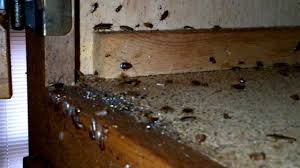 German Roaches - German Roaches can be introduced into our homes through deliveries or other items that we may bring in. An infestation can grow from one female roach to thousands in a very short time because of their rapid reproduction.