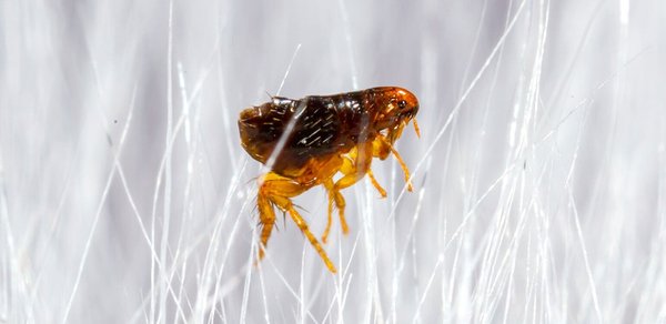 Flea Control - Complete flea treatment and control. These critters can be a real pain in the behind... and also on the legs and ankles.
Please call or text for a free quote:
Call: 916-682-2908
Text: 916-398-3426
. Flea Control - Complete flea treatment and control. These critters can be a real pain in the behind... and also on the legs and ankles.
Please call or text for a free quote:
Call: 916-682-2908
Text: 916-398-3426
.