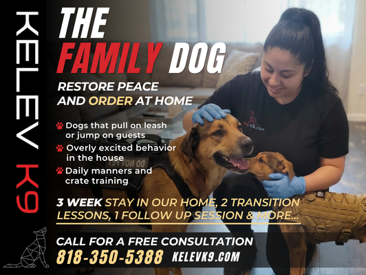 The Family Dog - The Family Dog
Most dogs don't need more love. They need a clearer structure. The Family Dog is our core board and train program, designed for dogs that pull on leash, jump on guests, ignore commands, or just haven't learned how to fit calmly into your daily life yet.

Your dog stays with us in our home, trained every day by our team. Not in a kennel. In our home, with constant climate control, two security cameras, and a baby monitor running around the clock. When they come back, we do the handoff together so you know exactly what to do to keep the progress going. This program works. And if your dog needs more time to get there, we cover it.

Great for dogs with leash pulling and basic manners issues, jumping and overexcitement, potty and crate training needs, and anyone looking for a solid foundation before anything else.

Includes a result-based stay of around 3 weeks, 2 private transition lessons, 1 online follow-up session, and lifetime support with calls, texts, and video analysis for as long as you need it.

Call us to find out if this is the right fit for your dog. (818) 350-5388