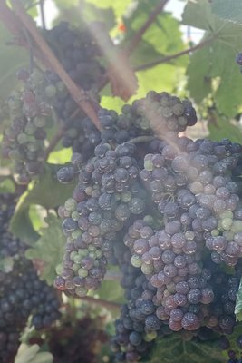 Stavalaura Vines & Wines - Unique Varietals with a Unique Wine Experience. Stavalaura Vines & Wines - Unique Varietals with a Unique Wine Experience.