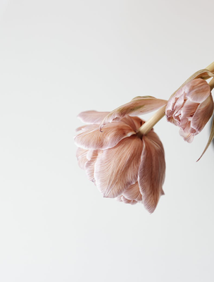 Sympathy Flower Options - Will be delivered to Midwest Mortuary Service, LTD. Please Visit our website to be directed to our Sympathy flower options under the tab "resources." From here you can choose the option of "local florist" or "send flowers."