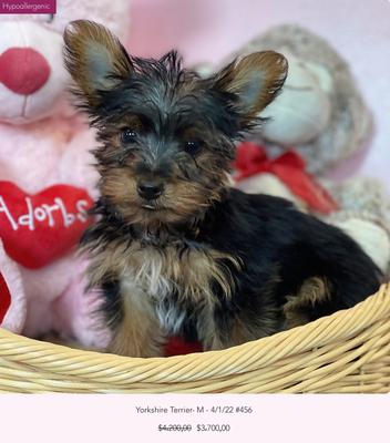 Help our pups find loving homes! Special sales on select pups! - Looking for something else?
If we don't have what you're looking for, we can find it for you! If you are looking for a specific type of breed. let us know. Special orders require a deposit beforehand. Help our pups find loving homes! Special sales on select pups! - Looking for something else?
If we don't have what you're looking for, we can find it for you! If you are looking for a specific type of breed. let us know. Special orders require a deposit beforehand.