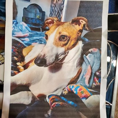 Pet Memorial - This custom stained glass piece was created as a memorial for a pet, and is based on a photo provided by the client.