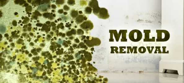 Mold Removal - Mold can be extremely tricky, especially in the insurance claims world. The nuances of navigating an insurance policy can be a headache. Thankfully we specialize in this as we have been helping our customers with this for almost 25 years! Call now with any questions or concerns!!