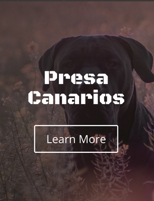 For Visiting - We breed the most powerful dogs that can provide protection for your livestock and families.
Our customers are always welcome to call or chat with me to answer any questions or concerns. Our puppies are health guaranteed for any major genetic health problems. We will help connect transporters and collect estimates for transporting your dream guard dog.