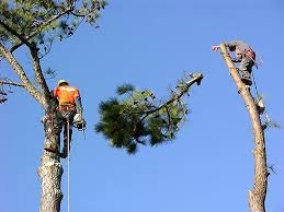 Tree Care - At Creative Concepts Landscaping, we provide expert tree care services to keep your trees healthy, beautiful, and safe. With over 25 years of experience, our team specializes in tree trimming, pruning, removal, and stump grinding. Whether you need seasonal maintenance or emergency tree services, we ensure your trees are well-maintained and enhance the beauty of your landscape. Tree Care - At Creative Concepts Landscaping, we provide expert tree care services to keep your trees healthy, beautiful, and safe. With over 25 years of experience, our team specializes in tree trimming, pruning, removal, and stump grinding. Whether you need seasonal maintenance or emergency tree services, we ensure your trees are well-maintained and enhance the beauty of your landscape.