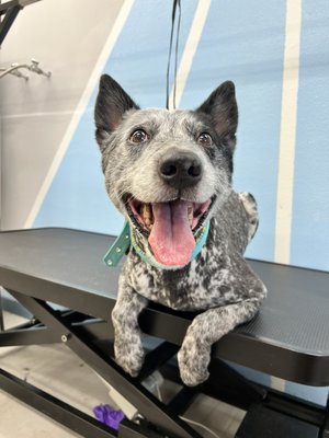 Summer grooming - Our grooming package is including bathing, nail trimming, paw hair cleaning .sanitary trimming, ear cleaning, nail gland expressions and summer cut. Summer grooming - Our grooming package is including bathing, nail trimming, paw hair cleaning .sanitary trimming, ear cleaning, nail gland expressions and summer cut.