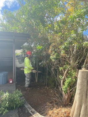 Wahiawa - Wahiawa Tree and Stump Removal
Our client in Wahiawa was concerned about a few trees and stumps on property. Trees were overgrown hindering natural sunlight to her home. Stumps needed to be removed in order to utilize space. With the services rendered, client is satisfied and can now rest peacefully without the scraping of branches in her roof.
Mahalo for the opportunity D. We are very fortunate that you supported our local business. Without customers like you we wouldn’t be around. You are much appreciated! Wahiawa - Wahiawa Tree and Stump Removal
Our client in Wahiawa was concerned about a few trees and stumps on property. Trees were overgrown hindering natural sunlight to her home. Stumps needed to be removed in order to utilize space. With the services rendered, client is satisfied and can now rest peacefully without the scraping of branches in her roof.
Mahalo for the opportunity D. We are very fortunate that you supported our local business. Without customers like you we wouldn’t be around. You are much appreciated!