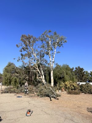 Eucalyptus Tree Trimming - Reducing and trimming eucalyptus 
Chipping and hauling all away