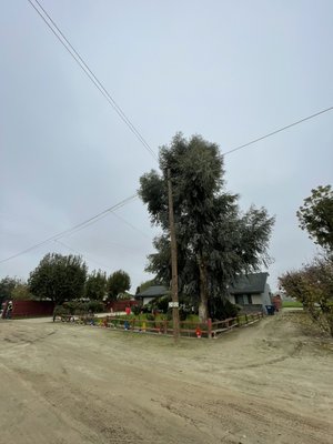 Utility‑Sensitive Tree Care & Canopy Management - A longtime client and dear friend entrusted us with the ongoing care of her Silver Dollar Eucalyptus growing in close proximity to PG&E energized and communication lines. For more than 15 years, we have provided directional and ornamental pruning to ensure safe clearance while preserving structure, aesthetics, and overall tree health.

In addition, we continue to maintain her Bradford Pear trees lining the driveway, carefully pruning them to enhance form, improve clearance, and support long-term vitality. This project reflects a commitment to consistent, skilled arboriculture and enduring client relationships.