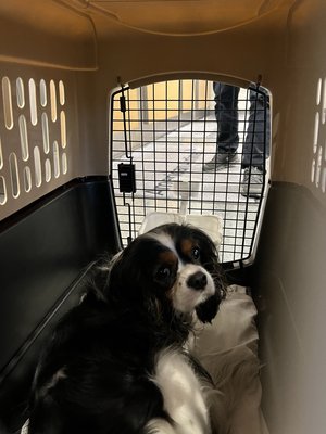 Pet Shipping (Export) - We are a member of IPATA (International Pet and Animal Transportation Association). As such, we do our utmost to provide safe and professional pet airline transportation services in NYC and anywhere in the world. Make sure to contact us to find out everything you need to know about shipping your pet safely with us. Pet Shipping (Export) - We are a member of IPATA (International Pet and Animal Transportation Association). As such, we do our utmost to provide safe and professional pet airline transportation services in NYC and anywhere in the world. Make sure to contact us to find out everything you need to know about shipping your pet safely with us.