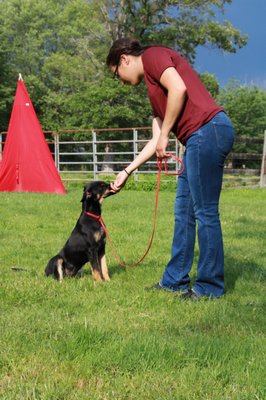 Training - Let's get to Know Your Dog together. We work with you to create custom-tailored training packages that suites your dog's needs and your life style.