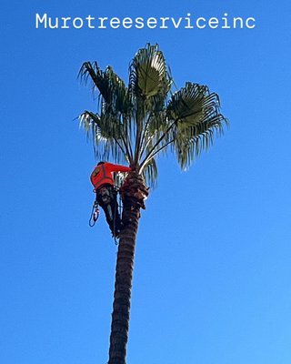 Tree Pruning and Trimming - Tree pruning and trimming are essential services for maintaining healthy, safe, and attractive trees. Proper pruning not only enhances the appearance of a property but also promotes long-term tree health and reduces the risk of falling branches or structural failure. Muro Tree Service provides professional tree pruning and trimming services designed to improve safety, encourage healthy growth, and protect homes and surrounding landscapes.

Every pruning and trimming project begins with a careful evaluation of the tree’s condition, structure, and growth pattern. Factors such as branch density, dead or diseased limbs, clearance from buildings, roofs, power lines, sidewalks, and neighboring properties are assessed before any work begins. This allows the pruning process to be done strategically, ensuring the tree’s health is preserved while addressing safety and aesthetic concerns.

Proper tree trimming goes far beyond cutting branches at random. Incorrect pruning can weaken a tree, stunt growth, or create long-term structural issues. Professional pruning focuses on removing dead, damaged, crossing, or overcrowded branches while maintaining the tree’s natural shape. This improves air circulation and sunlight penetration throughout the canopy, helping reduce disease and pest issues while encouraging strong, balanced growth.

Overgrown branches can pose serious risks, especially during high winds or storms. Limbs hanging over roofs, driveways, walkways, or power lines can break unexpectedly and cause costly damage or injuries. Routine tree trimming helps reduce these hazards by removing excess weight and correcting uneven growth before problems arise. Muro Tree Service prioritizes safety on every trimming project, using proper techniques to prevent unnecessary stress to the tree.

Tree pruning is also important for preserving property appearance and functionality. Well-maintained trees enhance curb appeal and keep outdoor spaces usable and visually appealing. Trimming back overgrown branches can improve visibility, protect landscaping, and prevent interference with structures or neighboring properties. Whether maintaining a residential yard or managing trees on a commercial property, professional pruning helps keep the landscape clean and organized.

Seasonal pruning plays a key role in long-term tree health. Certain trees benefit from trimming at specific times of the year to encourage healthy growth and flowering. Removing weak or damaged branches early can prevent larger issues later and extend the life of the tree. Proper pruning also helps young trees develop strong structure, reducing the need for corrective work in the future.

Safety is a top priority during all tree pruning and trimming services. Work areas are secured, and industry-standard safety equipment is used throughout the process. Branches are carefully cut and lowered in a controlled manner to protect nearby plants, fences, vehicles, and structures. Attention to detail and efficient execution help ensure the job is completed cleanly and professionally.

Once pruning or trimming is complete, all debris is fully cleared from the property. Branches and green waste are removed, leaving the area clean and ready to enjoy. This thorough cleanup ensures property owners are not left with piles of debris or unfinished work.

Choosing a professional tree pruning and trimming service helps prevent future hazards, improves tree longevity, and enhances overall property value. Attempting to trim large or mature trees without proper experience can be dangerous and may cause permanent damage to the tree. With a focus on precision, safety, and customer satisfaction, Muro Tree Service delivers reliable pruning and trimming solutions tailored to each property’s needs.

From routine maintenance and safety trimming to corrective pruning for overgrown or damaged trees, Muro Tree Service provides dependable tree care that homeowners and property managers can trust.
